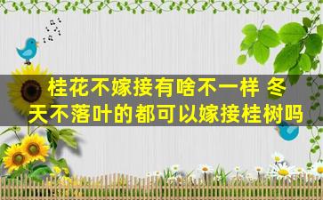 桂花不嫁接有啥不一样 冬天不落叶的都可以嫁接桂树吗